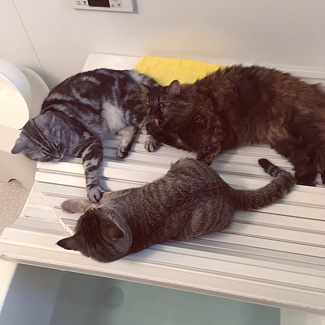 mikomaruさんの実例写真