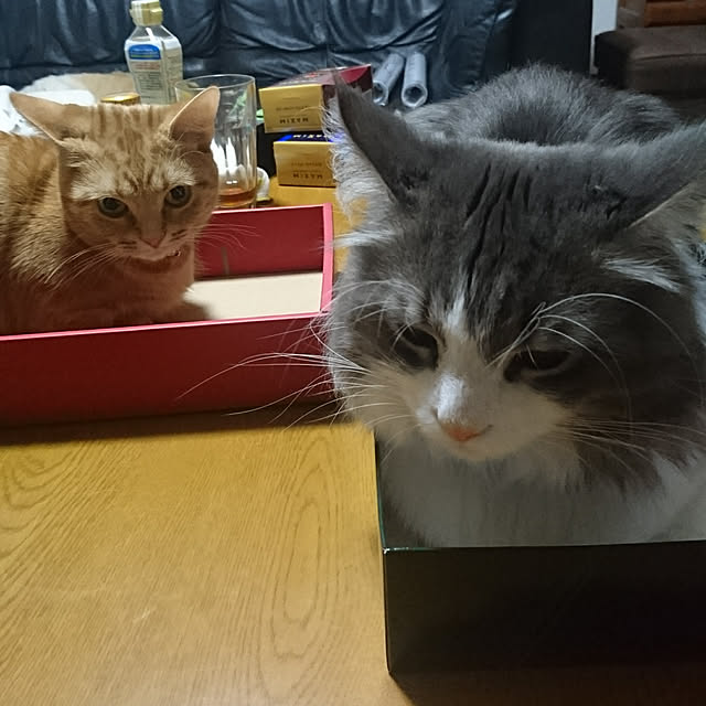 shinobuさんの実例写真