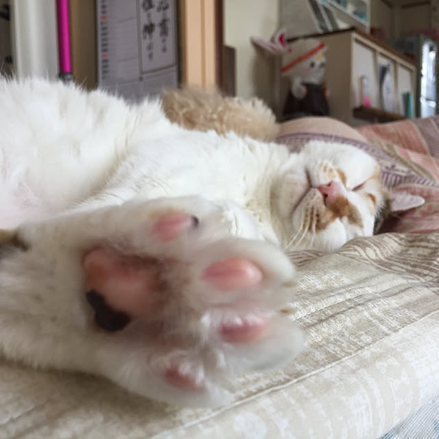 実例写真