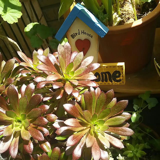 juncoさんの実例写真