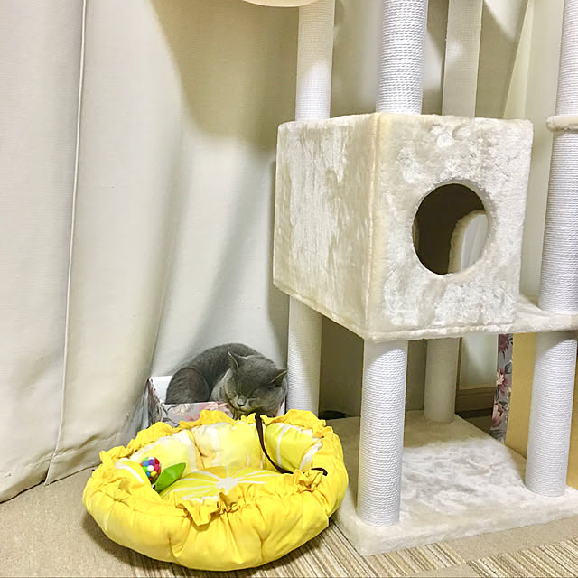kittyさんの実例写真