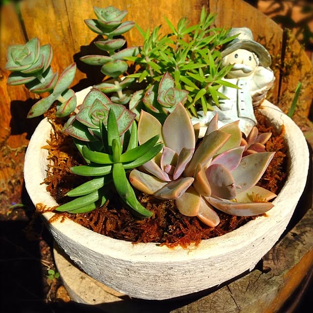 玄関/入り口/植物のインテリア実例 - 2014-07-02 16:48:36