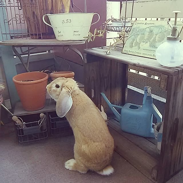部屋全体/salut!/多肉植物/100均のインテリア実例 - 2015-11-30 13:38:13