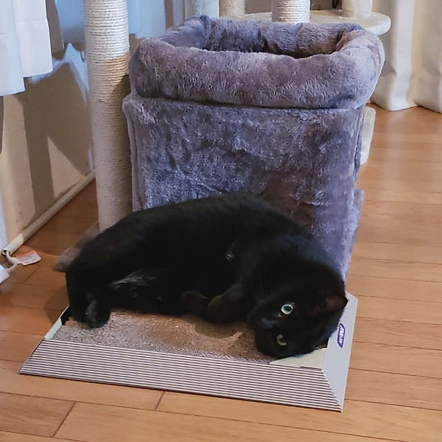 部屋全体/猫のインテリア実例 - 2021-10-03 21:22:59