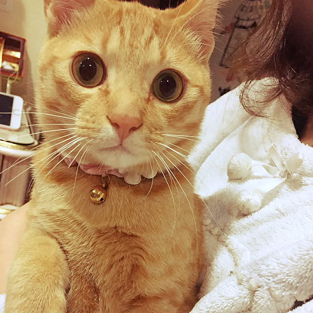 KINACOさんの実例写真