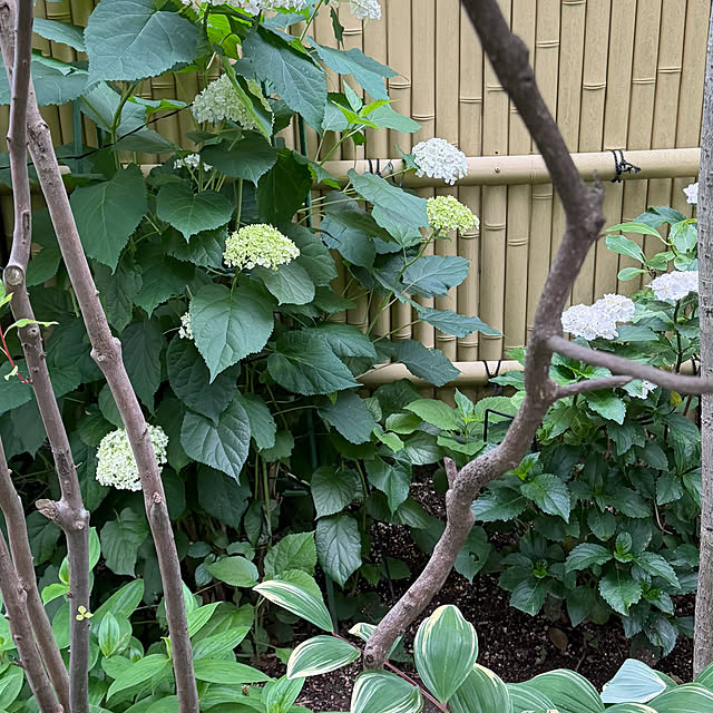 mamizaさんの部屋