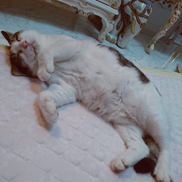 machikomamaさんの実例写真