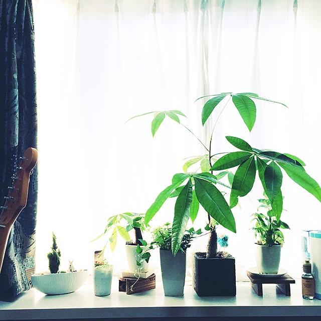 棚/一人暮らし/観葉植物のインテリア実例 - 2017-01-07 08:47:48
