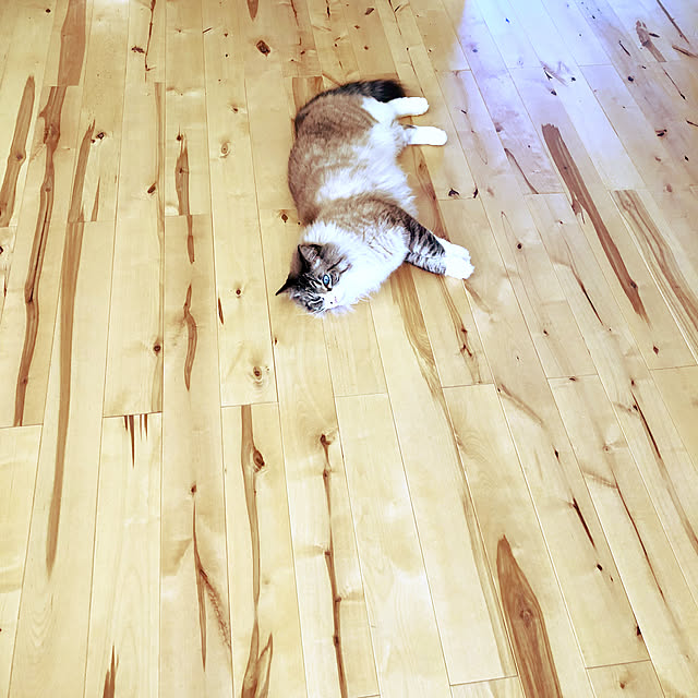 実例写真
