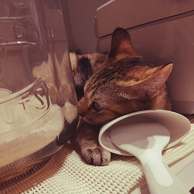 mamekoさんの実例写真