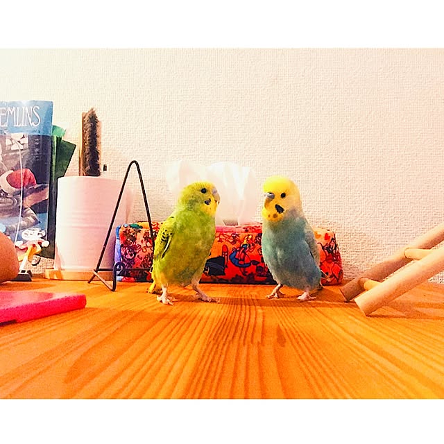 arigato_ochikuwachanさんの実例写真