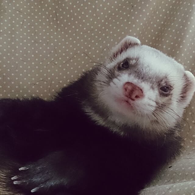 yipuuさんの実例写真