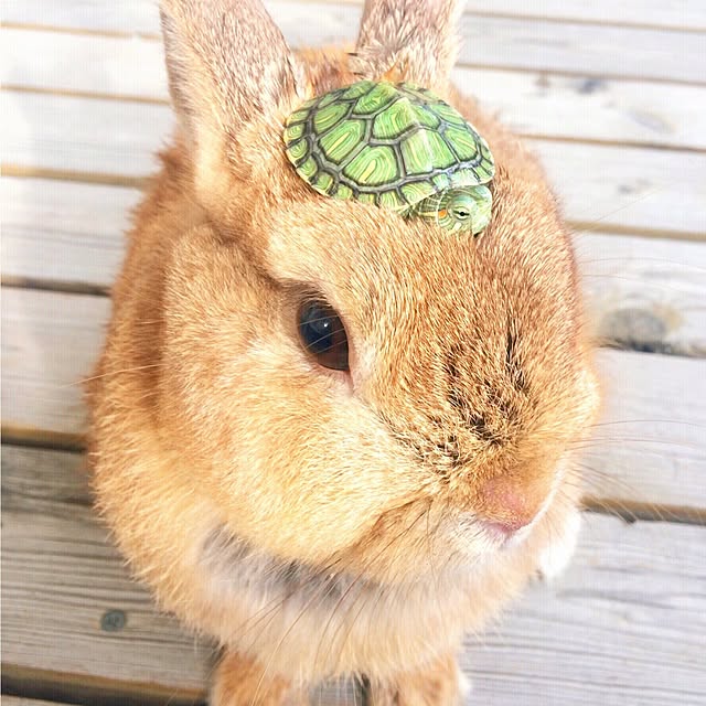 HappyRoseさんの実例写真