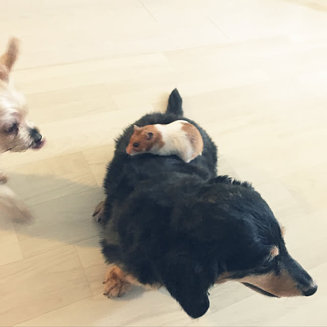 ohanaさんの実例写真