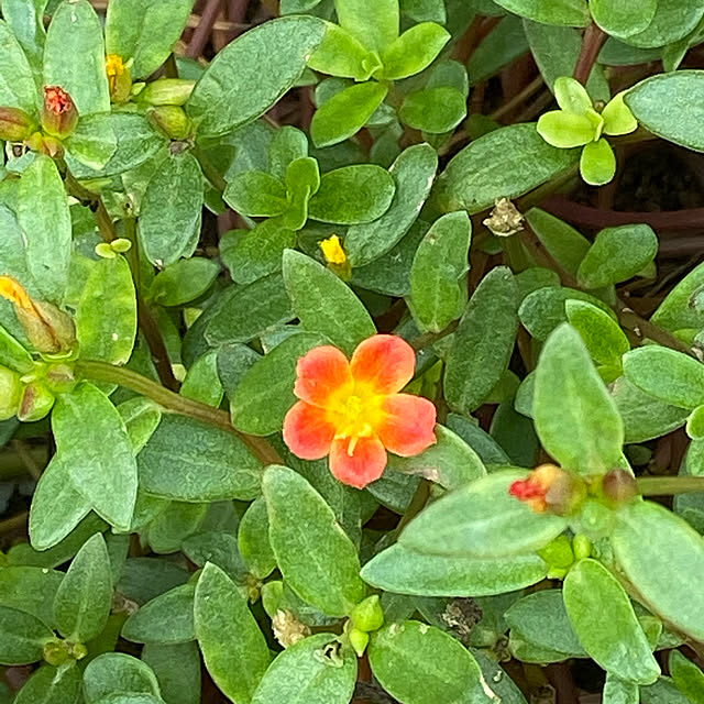 花の写真/花/SUNDAY/サンデー/日曜日...などのインテリア実例 - 2019-11-03 17:24:49