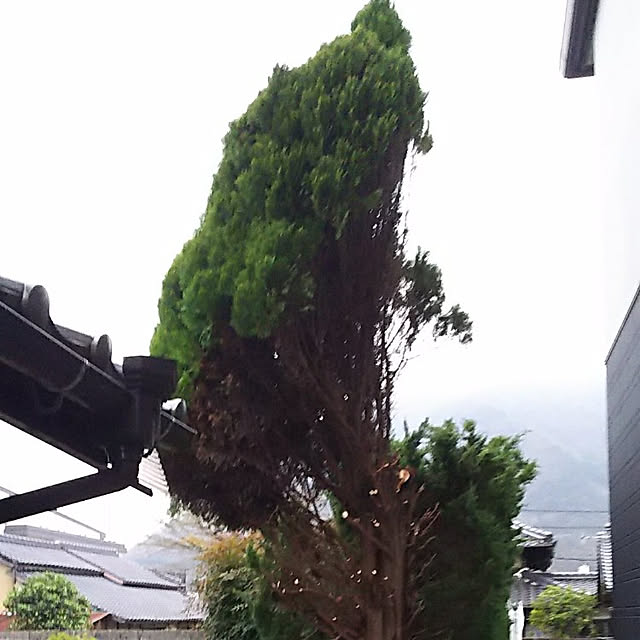 ringarintonさんの実例写真
