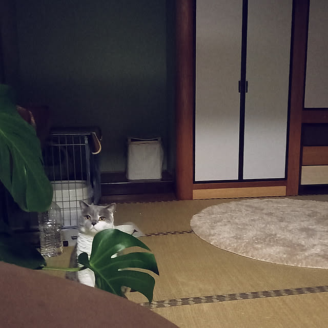 rhuさんの実例写真