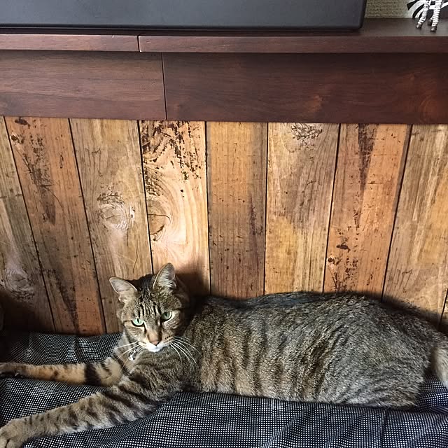 shinさんの実例写真