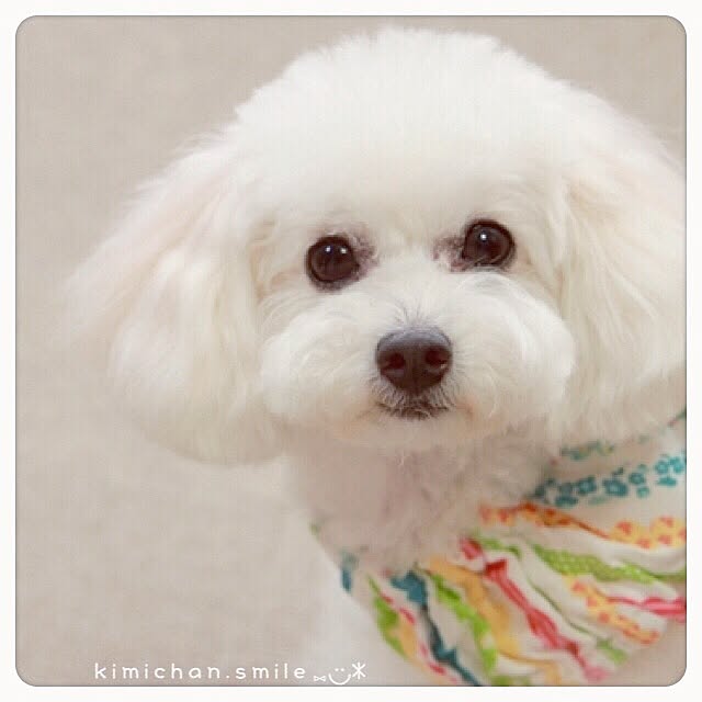 kimichan.smileさんの実例写真