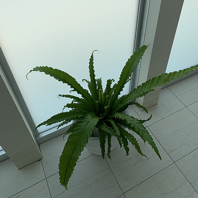 観葉植物/ホワイトインテリア/壁/天井のインテリア実例 - 2019-04-12 13:30:46