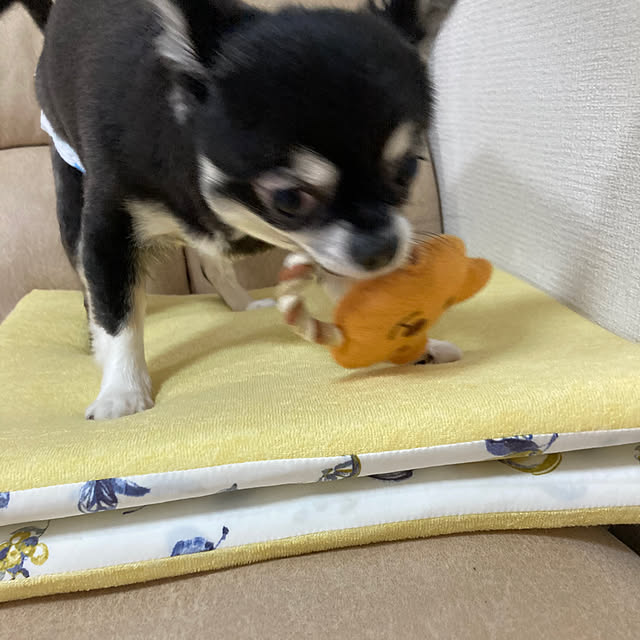 koroさんの部屋