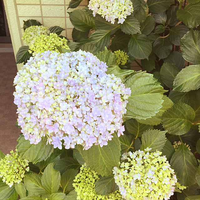 haru._.hanaさんの実例写真