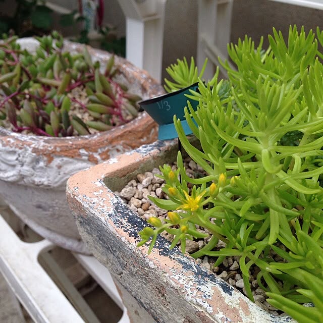 fish.さんの実例写真