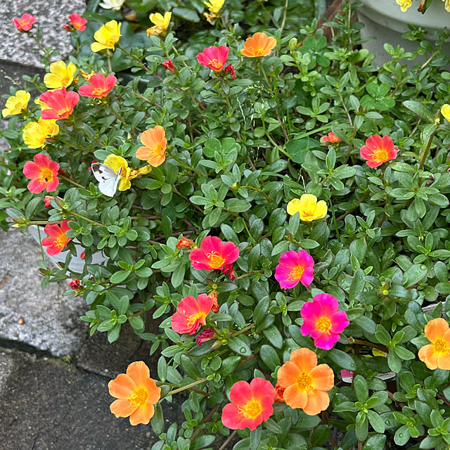 fumikoiさんの部屋