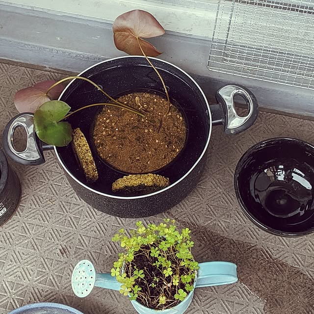 mi-saさんの部屋