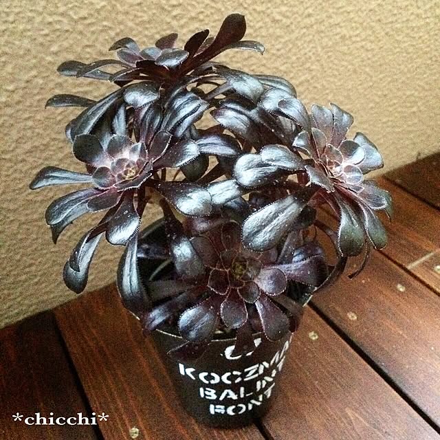 chicchiさんの実例写真