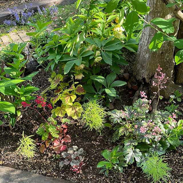 nobikoさんの部屋