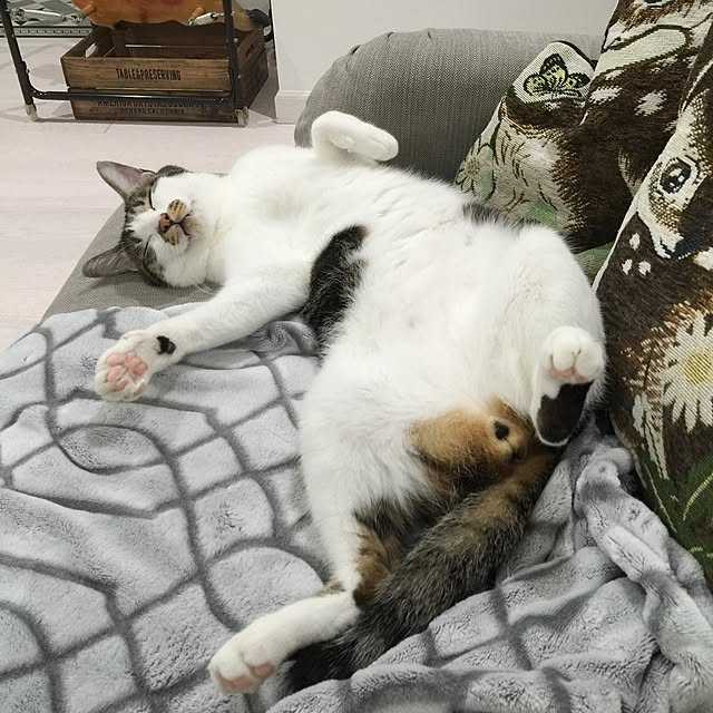yuchiさんの実例写真
