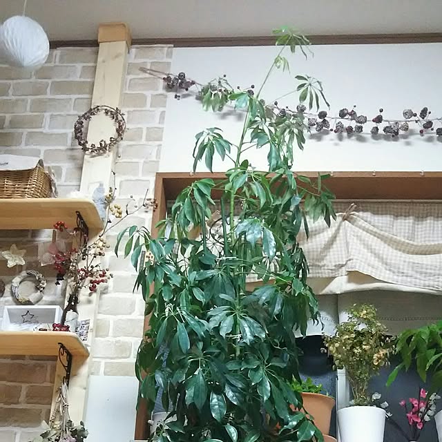 naopyiさんの実例写真