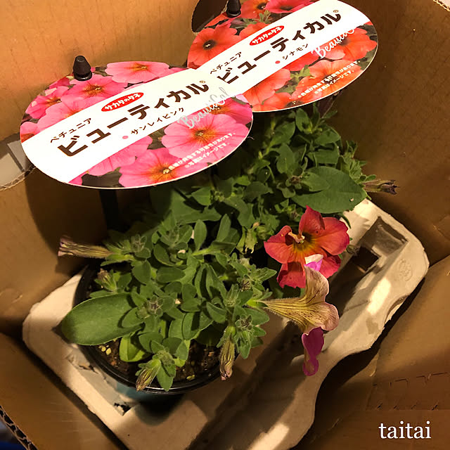 taitaiさんの実例写真