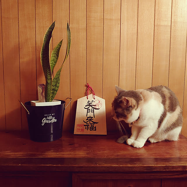 fukuさんの実例写真