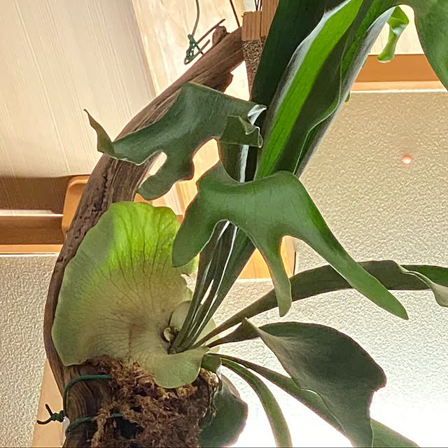 Aceさんの実例写真