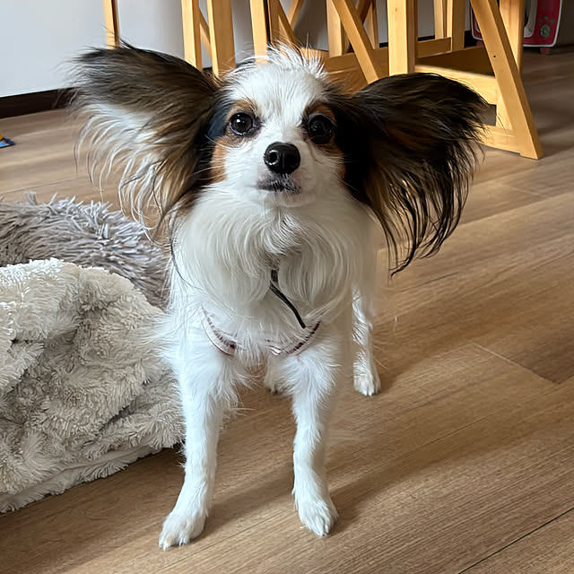 buddykoさんの部屋