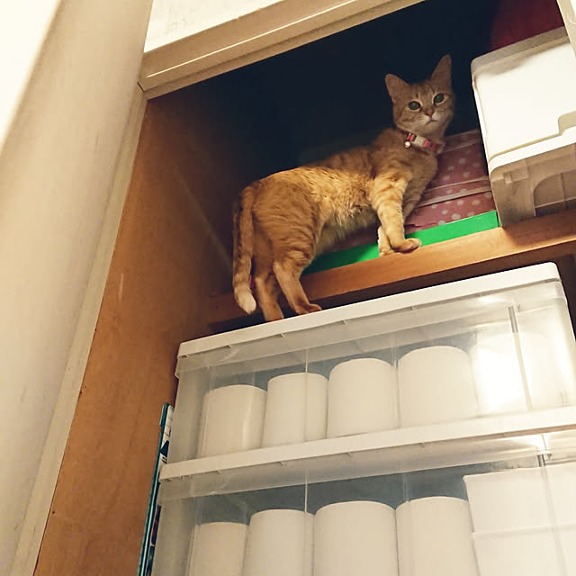asuminさんの実例写真