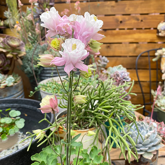 mintteaさんの部屋