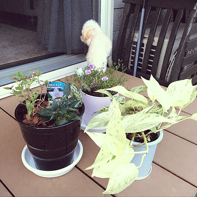 flowerさんの実例写真