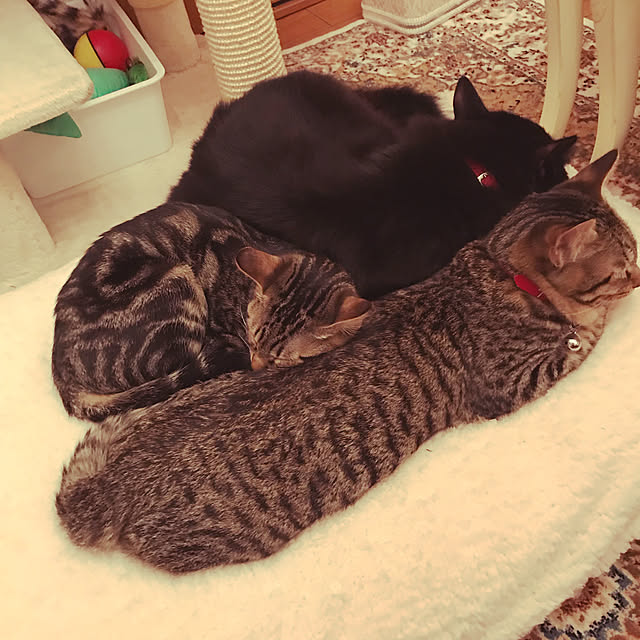 emikoさんの実例写真