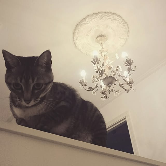 mipoさんの実例写真