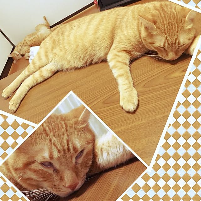 kotetuさんの実例写真