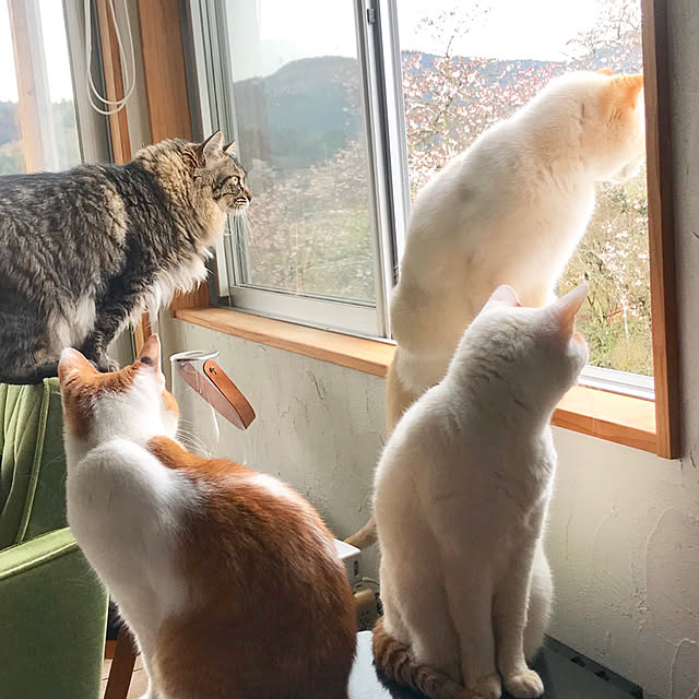 sakurasakuさんの実例写真