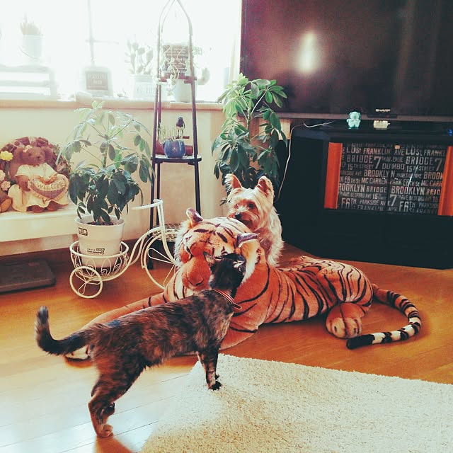 mcomcoさんの実例写真