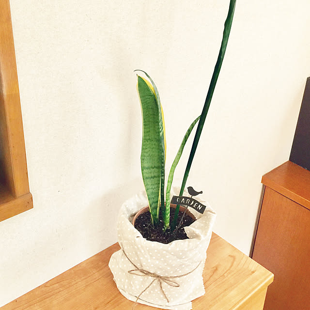 tomoさんの実例写真