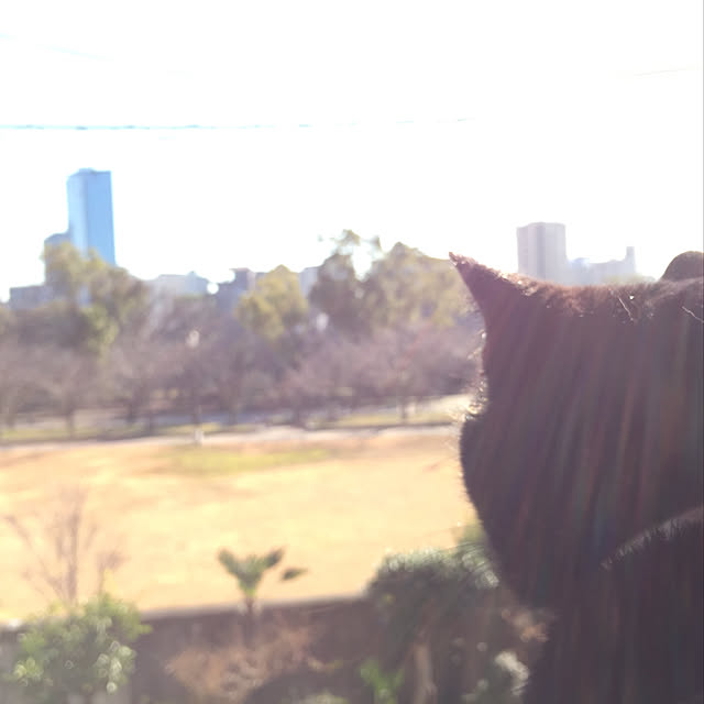 juncoさんの実例写真