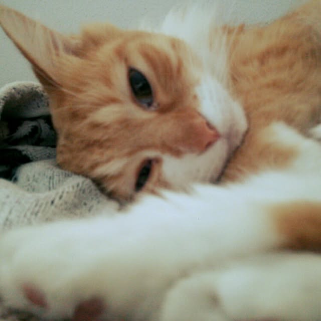 ベッド周り/猫のいる生活のインテリア実例 - 2016-04-20 18:22:48