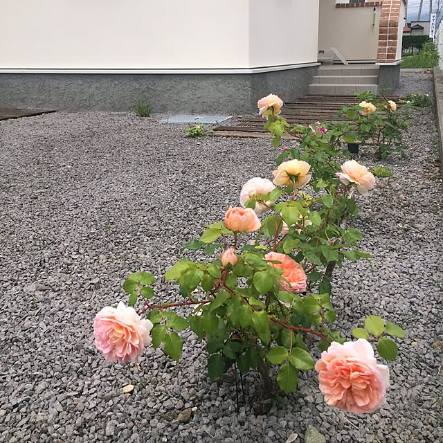 apiさんの実例写真