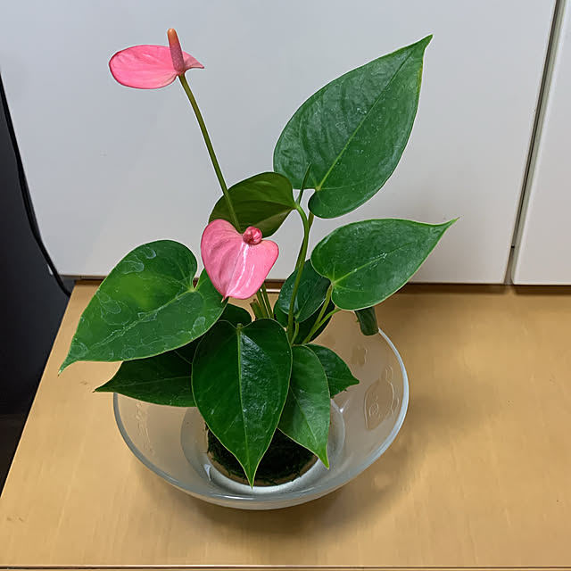 yukinohanaさんの実例写真